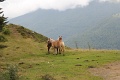 (115) Sur la route d'Iraty